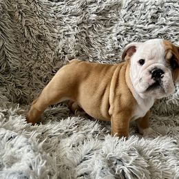 Boy 2 - Red and white Bulldog puppy in Fort Wayne, Indiana from Big Time Bulldogs