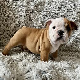 Boy 2 - Red and white Bulldog puppy in Fort Wayne, Indiana from Big Time Bulldogs