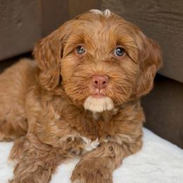 Mr Green - Caramel red male Australian Labradoodle puppy in Mount Gilead, North Carolina from Tillery Labradoodles