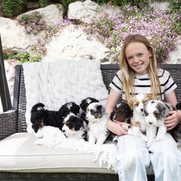 Australian Mountain Doodle, Bernedoodle, Cavapoo, and Goldendoodle Puppies from Angel Pups Deluxe