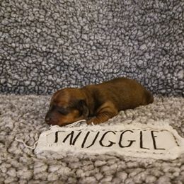 Dachshund Puppies from Wisteria Grove Dachshunds