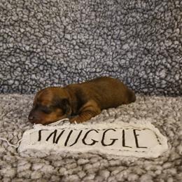 Dachshund Puppies from Wisteria Grove Dachshunds