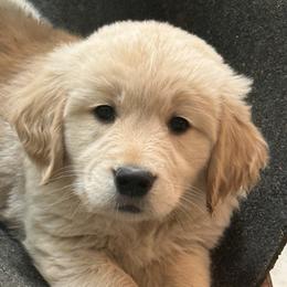 Light Green Girl - Golden female Golden Retriever puppy in Ephrata, Pennsylvania from Goldens Retreat