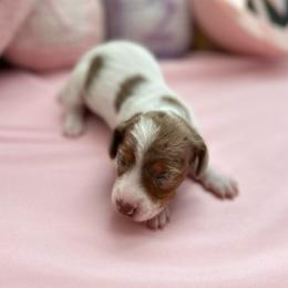 Fati - Dapple female Dachshund puppy in Homstead, Florida from Bravo Dachshunds
