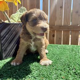 Apollo - Salt and pepper male Miniature Schnauzer puppy in Menifee, California from Moonshine’s Minis