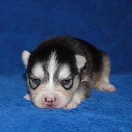 Sapphire - Black and white female Pomsky puppy in Clarkston, Utah from Red Rock Ranch Breeders