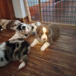 Australian Shepherd Puppies from Melick Kennels
