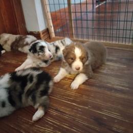 Australian Shepherd Puppies from Melick Kennels