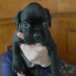 Lilac - Brindle female Boxer puppy in Fayetteville, Tennessee from Euro Boxers of Tennessee