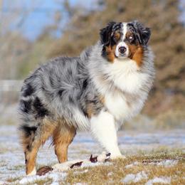 Henry - Australian Shepherd
