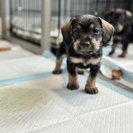 Companion Cross, Dachshund, and Miniature Schnauzer Puppies from Sheri Lauritsen