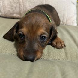 Boy 1 - Sable male Dachshund puppy in Miami, Florida from Marble Dachshunds