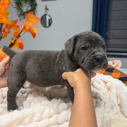 Orange collar male - Gray male Cane Corso puppy in St. Augustine, Florida from RG2 Cane Corsos