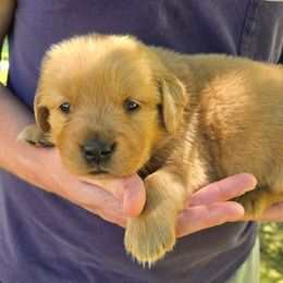 Boy 2 - male Golden Retriever puppy in Mount Vernon, Washington from Hunnydew Goldens