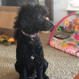 #pwg_EbonyCupcake - Poodle