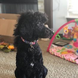 #pwg_EbonyCupcake - Poodle