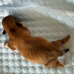 Phoenix - Red male Shih Tzu puppy in Orlando, Florida from Jenny's Shih Tzus