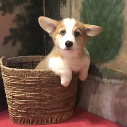 Golden Retriever and Pembroke Welsh Corgi Puppies from Shire Springs Kennels