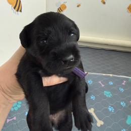 Izza-Bee - AKC - Purple Collar - Black female Miniature Schnauzer puppy in Wheeler, Wisconsin from Sue’s Miniature Schnauzers
