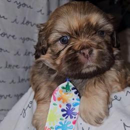 Obi wan Paw-nobi - Liver male Cavatzu puppy in West Valley City, Utah from Pulley Puppies