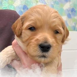 Rebbie - Apricot female Goldendoodle puppy in Garden Grove, California from Sunkissed Doodles