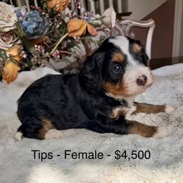 Tips - Tri-color female Bernedoodle puppy in Royse City, Texas from Platinum Bernedoodles of Texas