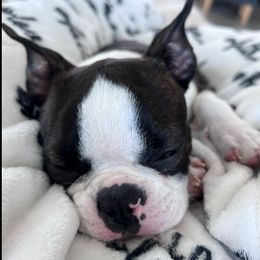 Boston Terrier Puppies from Bethelbreeders