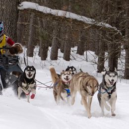 Siberian Huskies from Black Shale Siberians