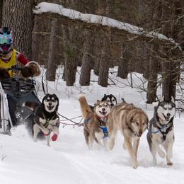 Siberian Huskies from Black Shale Siberians
