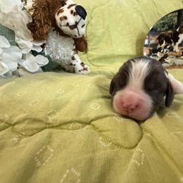 Risto - Liver and white male English Springer Spaniel puppy in Cookeville, Tennessee from AVE Springer Spaniels