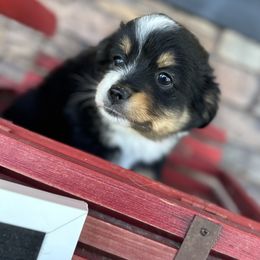 Willow - Toy Australian Shepherd puppy in Deridder, Louisiana from AussieSmiths