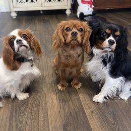 Cavalier King Charles Spaniel, Cavapoo, and Poodle Puppies from Melissa's East End Cavaliers