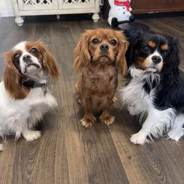 Cavalier King Charles Spaniel, Cavapoo, and Poodle Puppies from Melissa's East End Cavaliers