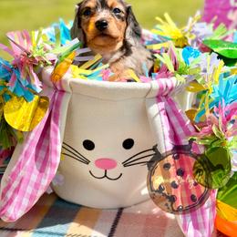 Dachshund Puppies from Doxi Delights