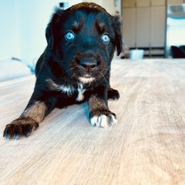 Boy 2 - Black Australian Shepherd puppy in Liberty, Tennessee from Stone Hollow Aussies