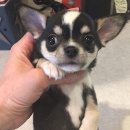 Chihuahua puppies from V' Encore