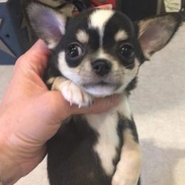 Chihuahua puppies from V' Encore