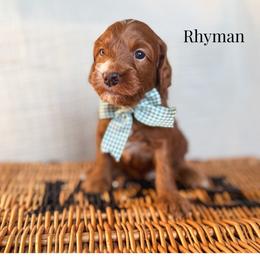Rhyman - Red  male Goldendoodle puppy in New Harmony, Indiana from Cottonwood Farms