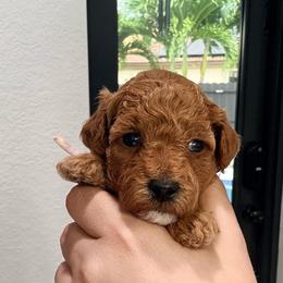 Praline - Apricot female Goldendoodle puppy in Miami, Florida from Haus of Pawz