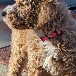 Aussiedoodle, Cavapoo, and Poodle Puppies from Robin's Nest Farm