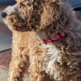 Aussiedoodle, Cavapoo, and Poodle Puppies from Robin's Nest Farm