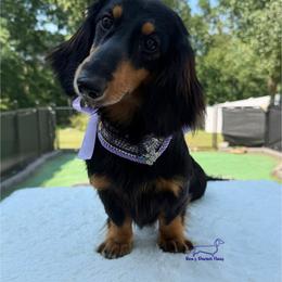Prada - Black and tan female Dachshund puppy in Imperial, Missouri from Bea’s Dackel Haüs