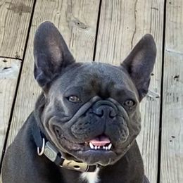 Emilee - French Bulldog