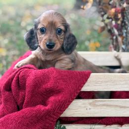 Shaded red dapple - Dapple female Dachshund puppy in Nashville, Arkansas from Whisenhunt Farms