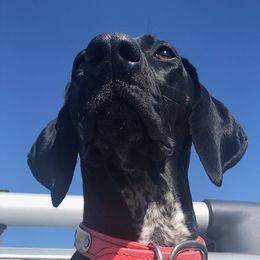 German Shorthaired Pointers from Gotchaby German Shorthaired Pointers