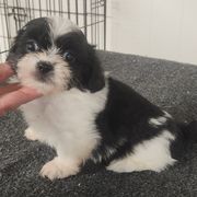 Andy - Black and white male Mal-Shi puppy in Richmond, Missouri from Natalie's Happy Fur Paw Shih-Tzues and More