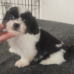 Andy - Black and white male Mal-Shi puppy in Richmond, Missouri from Natalie's Happy Fur Paw Shih-Tzues and More