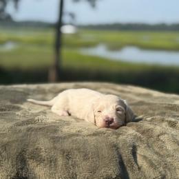 Gibson - Cream male Dachshund puppy in Woodbine, Georgia from Coastal Bluff Pups