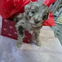 Axel - Red merle male Aussiedoodle puppy in Loveland, Colorado from A&L Ranch Aussiedoodles