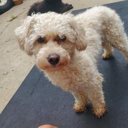 Dude - Poodle